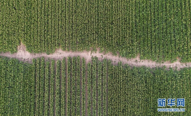 （新華全媒頭條·圖文互動(dòng)）（4）為現(xiàn)代農(nóng)業(yè)探新路——來(lái)自吉林梨樹的田野報(bào)告