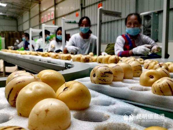 人參果分揀車間