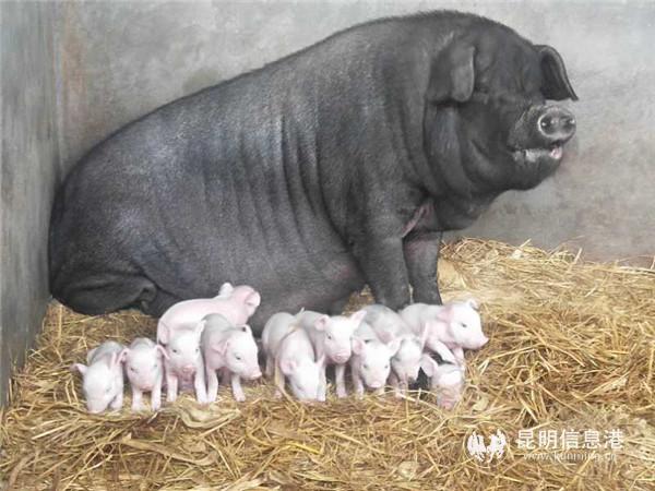 mmexport1599831119905[1]