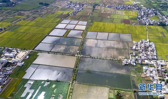 (經(jīng)濟(jì))(2)大理洱源:生態(tài)海菜助民增收