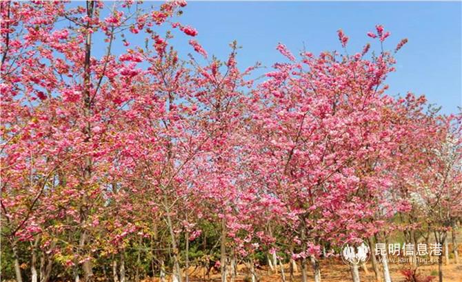 云南嘉緣花木綠色產(chǎn)業(yè)股份有限公司培植的優(yōu)質(zhì)云南櫻花花團(tuán)錦簇。