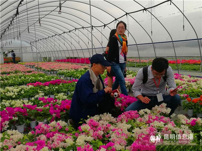 為君開培植的三角梅家庭園藝產(chǎn)株型緊湊、花色艷麗。