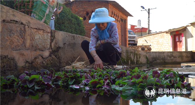 舊寨村 (4) 舊寨村 (4)