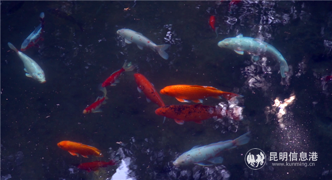 舊寨村 (5) 舊寨村 (5)