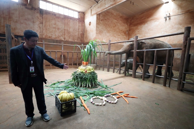 昆明動物園小象百日宴。