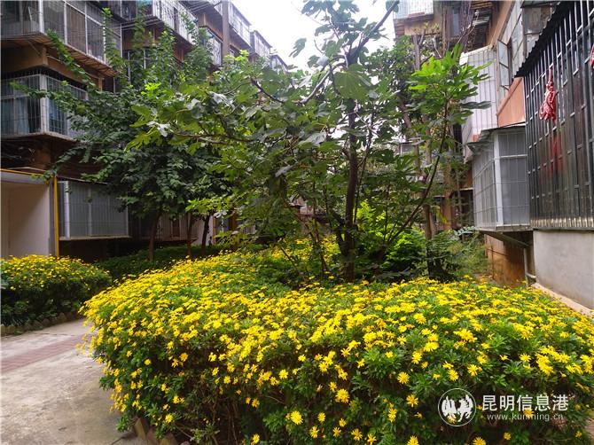 花團(tuán)錦簇的永興路社區(qū)一角。記者江楓攝