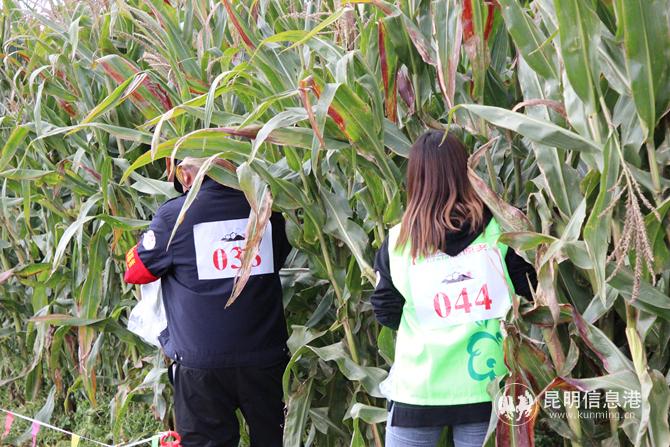 游客體驗(yàn)“掰玉米”。記者薛江濤攝