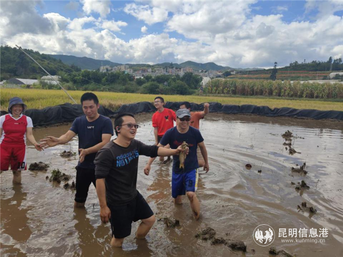 稻田摸魚 稻田摸魚