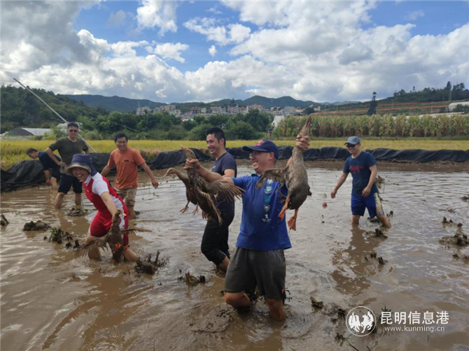 徒手抓鴨 徒手抓鴨