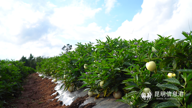 人參果種植 (2) 人參果種植 (2)