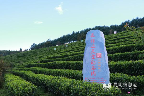 2 “離天空最近的茶園”——寶豐鄉(xiāng)大栗樹茶廠 張玉玲攝 2 “離天空最近的茶園”——寶豐鄉(xiāng)大栗樹茶廠 張玉玲攝