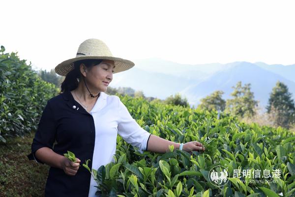 3 尹曉霞在茶園視察 張玉玲攝 3 尹曉霞在茶園視察 張玉玲攝