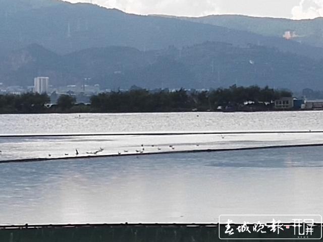 紅嘴鷗先頭部隊(duì)回來(lái)了？草海出現(xiàn)疑似海鷗身影