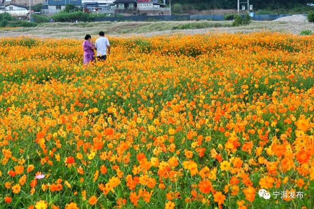 這個秋天帶上TA到寧洱看這片花海1.jpg