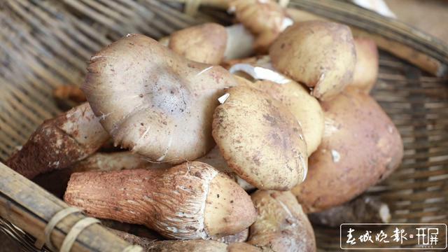 鮮嫩可口 周末來施甸赴一場雞樅盛宴