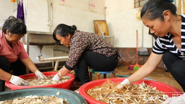 鮮嫩可口 周末來施甸赴一場雞樅盛宴