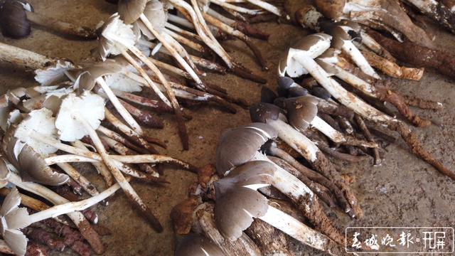 鮮嫩可口 周末來施甸赴一場雞樅盛宴