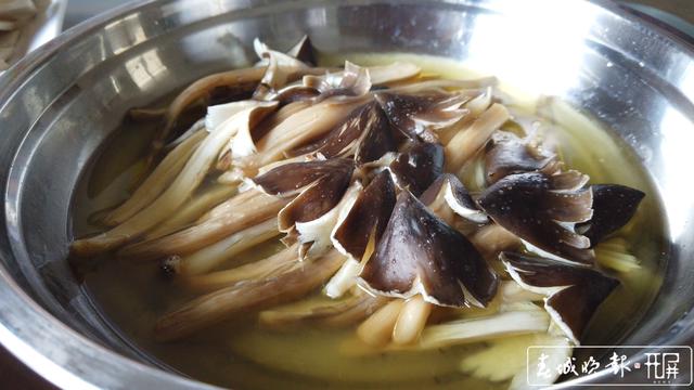 鮮嫩可口 周末來施甸赴一場雞樅盛宴