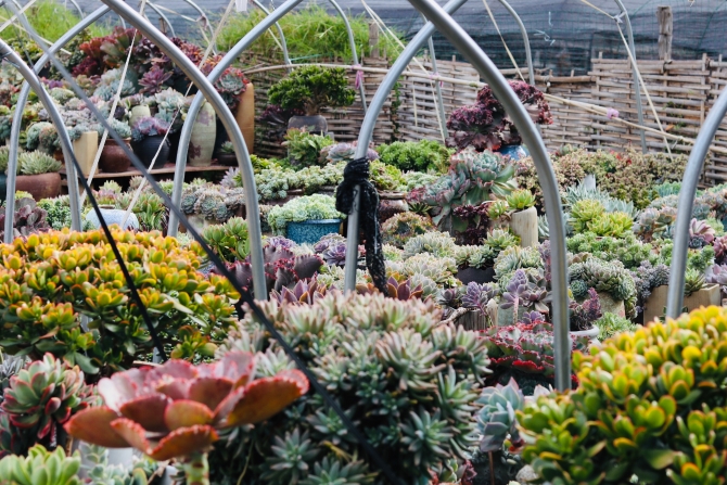 王官社區(qū)多肉基地