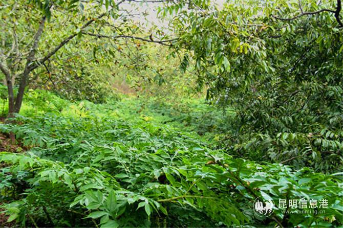 核桃樹下種植的魔芋。程浩 攝