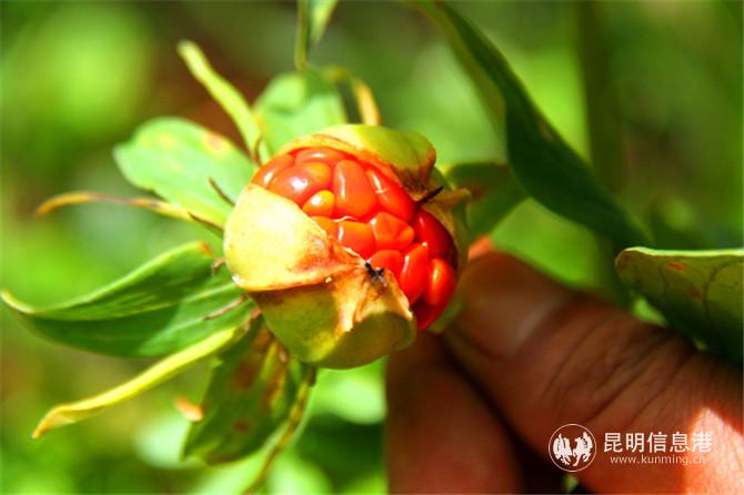 紅彤彤的重樓果子。程浩 攝
