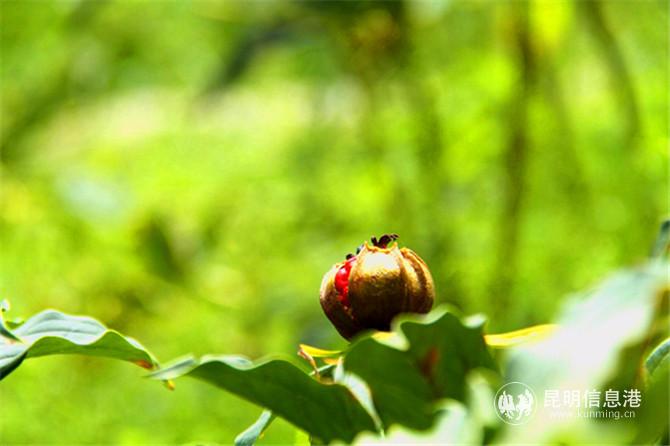 結(jié)果的重樓。程浩 攝