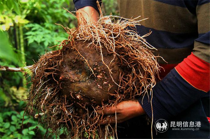 魔芋品質(zhì)不錯。程浩 攝