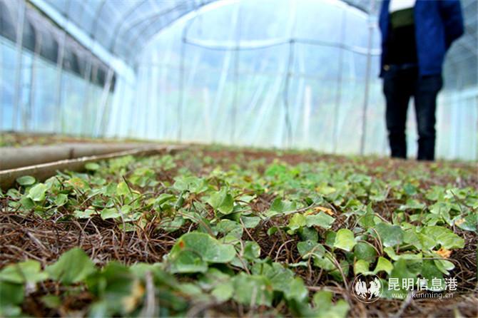 育苗大棚內(nèi)，重樓苗長勢極好。程浩 攝