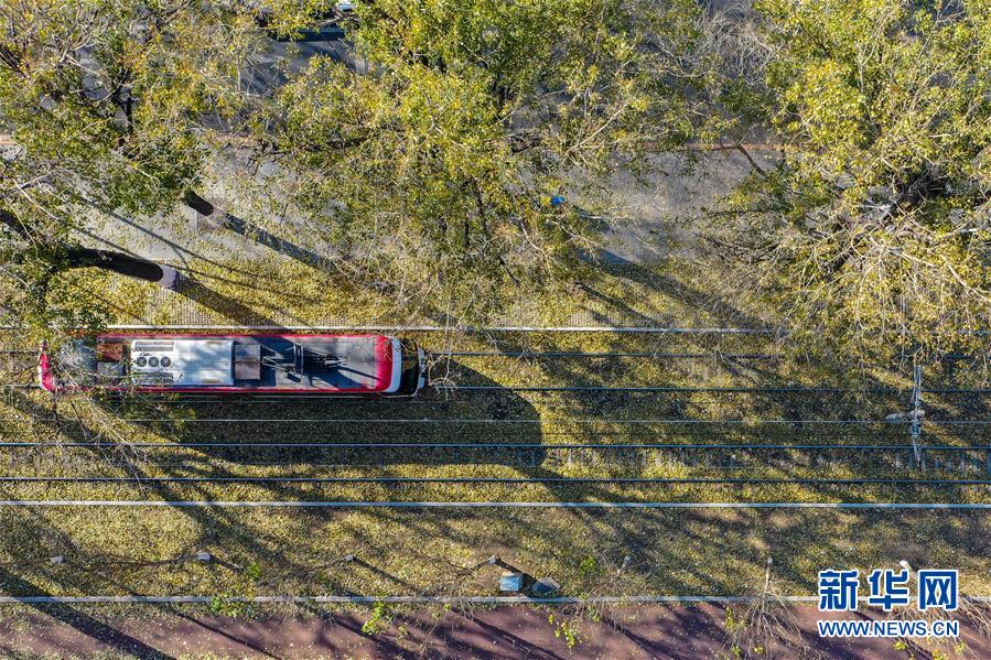 （圖文互動(dòng)）（2）這里為何“不掃落葉”——長(zhǎng)春創(chuàng)新管理理念打造城市秋景