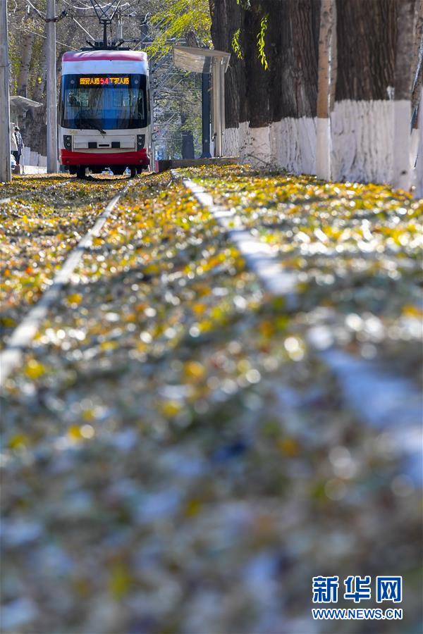 （圖文互動(dòng)）（3）這里為何“不掃落葉”——長(zhǎng)春創(chuàng)新管理理念打造城市秋景