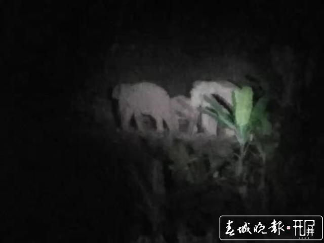 普洱大象“占據(jù)公路”，一度阻斷交通 (1).jpg