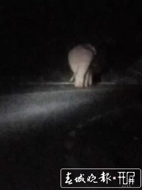 普洱大象“占據(jù)公路”，一度阻斷交通 (2).jpg