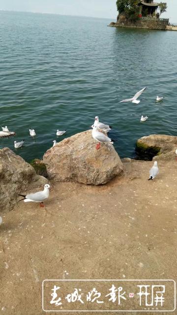 西伯利亞紅嘴鷗和洱海的約會(huì)又開始了~ (1).jpeg