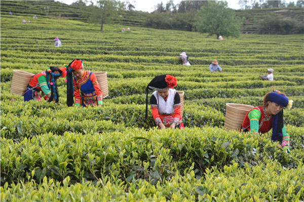 當(dāng)?shù)貏?wù)工群眾在茶廠采茶（云龍縣融媒體中心供圖）_副本