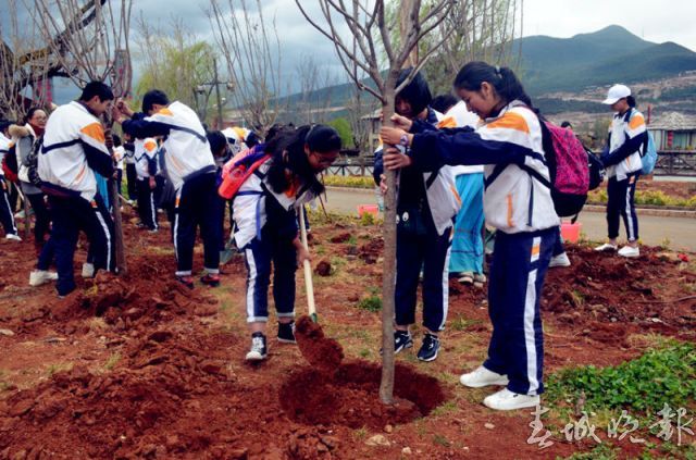 麗江百名學(xué)生植樹節(jié)種下櫻花林