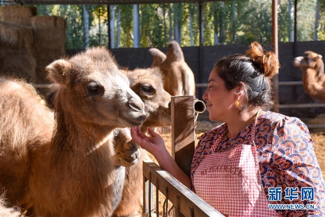 （圖文互動）（1）新疆柯坪縣：戈壁灘上發(fā)“駝”財