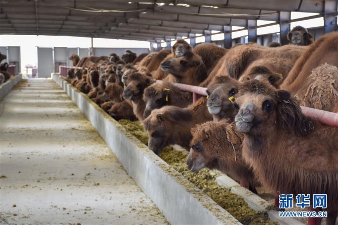 （圖文互動）（2）新疆柯坪縣：戈壁灘上發(fā)“駝”財