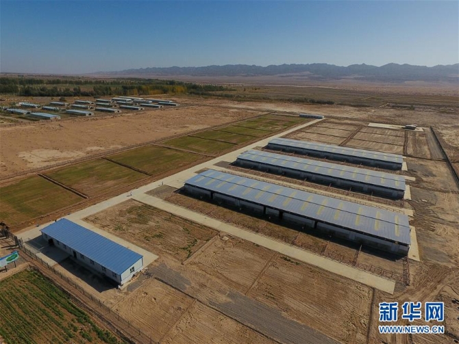 （圖文互動）（3）新疆柯坪縣：戈壁灘上發(fā)“駝”財