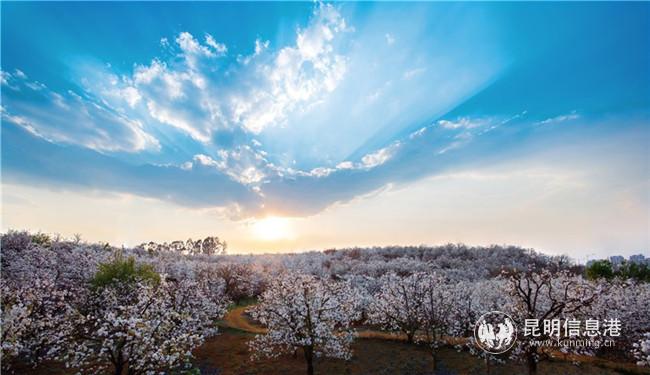 5 美麗的萬溪沖梨花