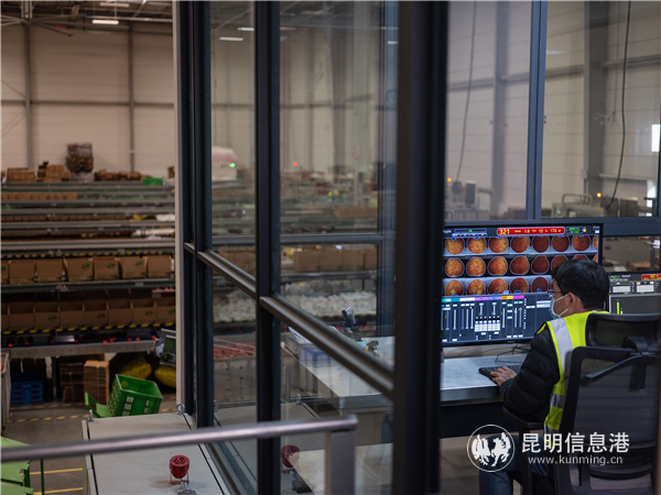 11月正值西北蘋果收獲季，西安產(chǎn)地倉分選線上，用時(shí)6秒鐘就可以完成拍120張照片、稱重、測(cè)果肉、測(cè)糖度酸度四項(xiàng)檢測(cè)。