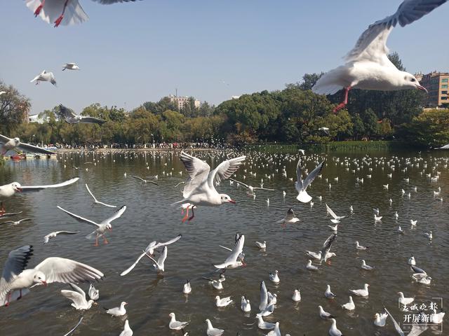 紅嘴鷗大部隊(duì)已抵昆明，企業(yè)開業(yè)不忘關(guān)愛紅嘴鷗