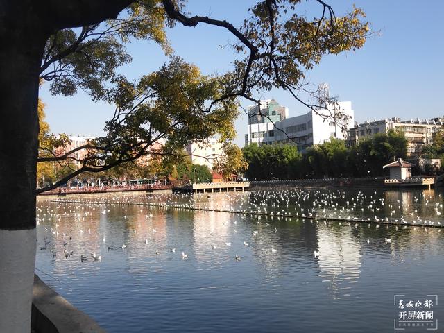 紅嘴鷗大部隊(duì)已抵昆明，企業(yè)開業(yè)不忘關(guān)愛紅嘴鷗