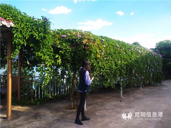 王道相家基地的院落里花香滿徑。記者江楓攝