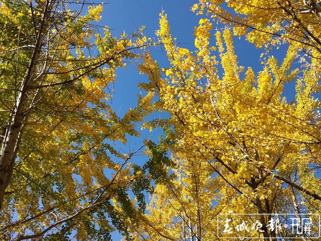 大觀公園銀杏林成昆明網(wǎng)紅打卡點(diǎn)圖 (4).jpg