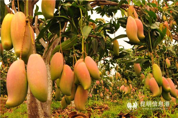 華坪芒果晚熟，質(zhì)優(yōu)。供圖