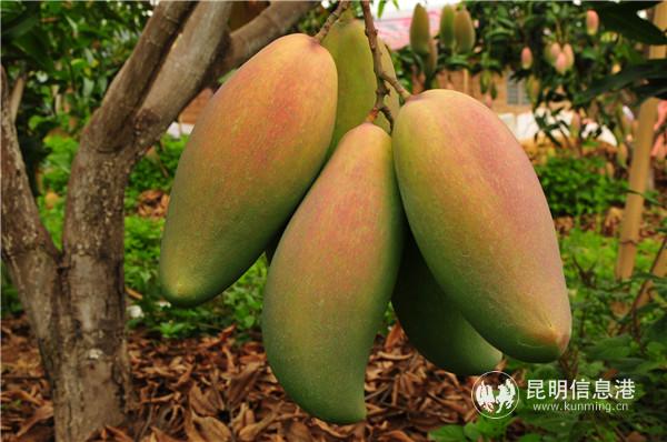 看著就誘人的華坪芒果，果型很漂亮。供圖