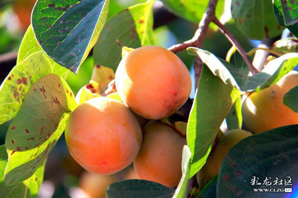 晉寧雙河營村9 晉寧雙河營村9