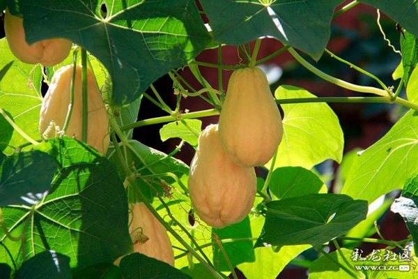 晉寧雙河營村10 晉寧雙河營村10