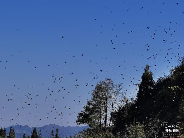 富源十八連山省級自然保護區(qū)六萬余只麻雀齊聚翱翔