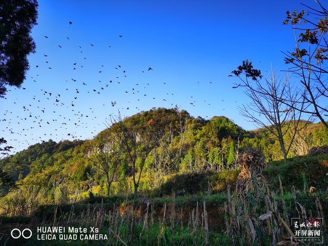 富源十八連山省級自然保護區(qū)六萬余只麻雀齊聚翱翔